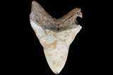 Bargain, Megalodon Tooth - North Carolina #83993-2